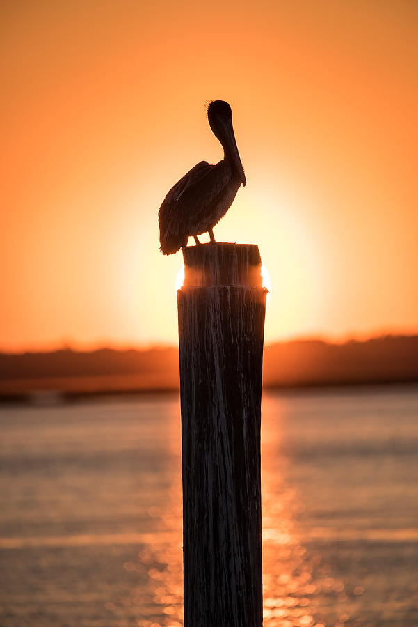 Pelican Sunset      030318-53 : Critters : Will Dickey Florida Fine Art Nature and Wildlife Photography - Images of Florida's First Coast - Nature and Landscape Photographs of Jacksonville, St. Augustine, Florida nature preserves