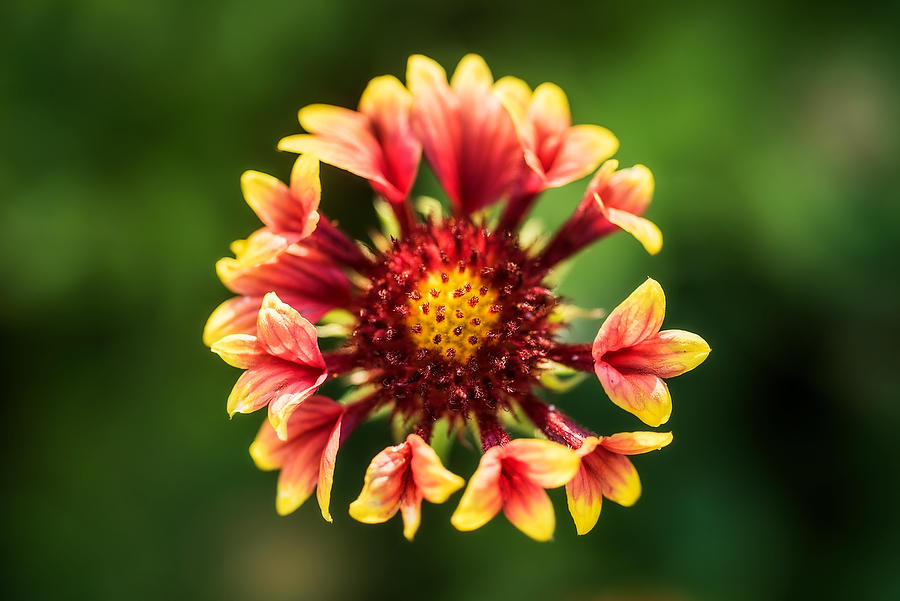 Beach Gaillardia   070118-690 : Blooms : Will Dickey Florida Fine Art Nature and Wildlife Photography - Images of Florida's First Coast - Nature and Landscape Photographs of Jacksonville, St. Augustine, Florida nature preserves
