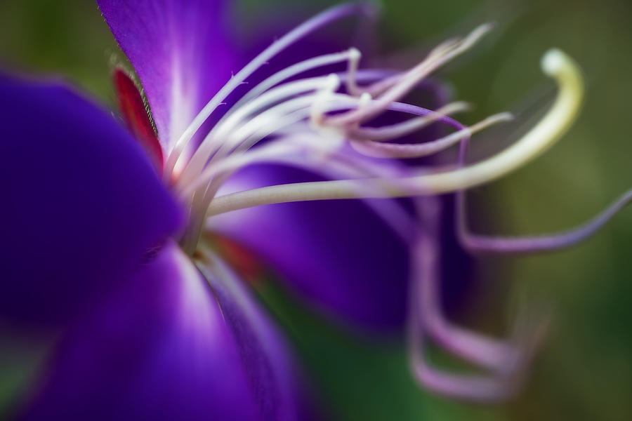 Tibouchina 1
021419-60 : Blooms : Will Dickey Florida Fine Art Nature and Wildlife Photography - Images of Florida's First Coast - Nature and Landscape Photographs of Jacksonville, St. Augustine, Florida nature preserves