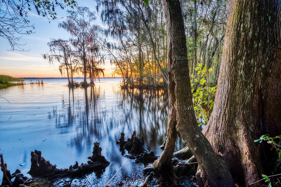St. Johns Creek 
111415-26 : Waterways and Woods  : Will Dickey Florida Fine Art Nature and Wildlife Photography - Images of Florida's First Coast - Nature and Landscape Photographs of Jacksonville, St. Augustine, Florida nature preserves