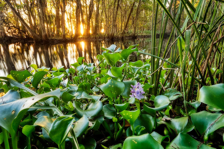 St. Johns Water Hyacinth 
111415-48 : Waterways and Woods  : Will Dickey Florida Fine Art Nature and Wildlife Photography - Images of Florida's First Coast - Nature and Landscape Photographs of Jacksonville, St. Augustine, Florida nature preserves