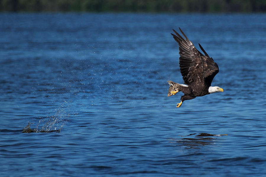 Bald Eagle Catch   050819-113 : Critters : Will Dickey Florida Fine Art Nature and Wildlife Photography - Images of Florida's First Coast - Nature and Landscape Photographs of Jacksonville, St. Augustine, Florida nature preserves