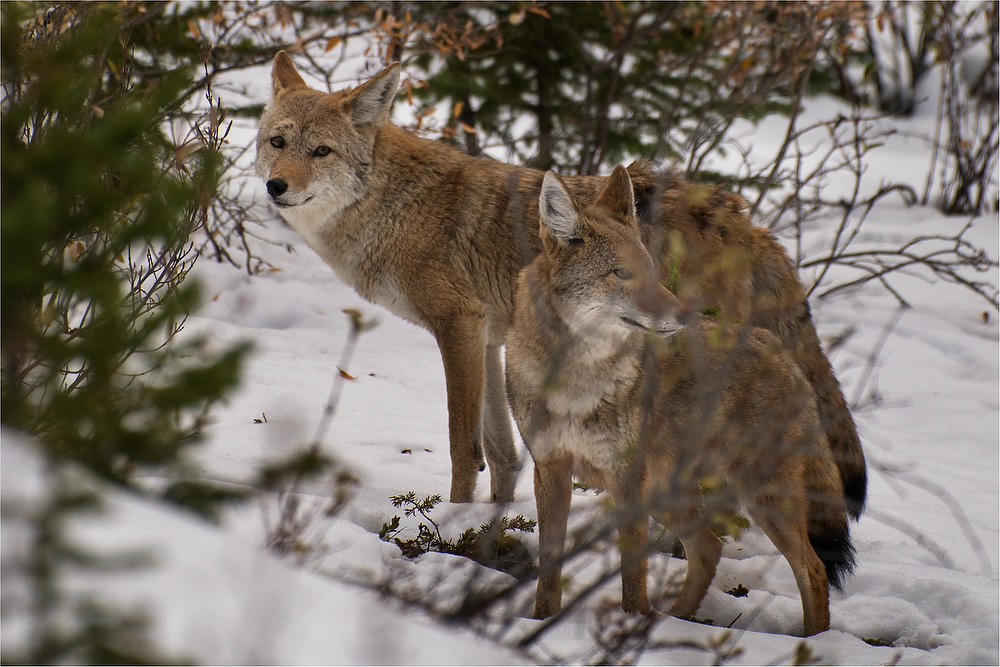 Coyotes In Snow
100419-554 : Canadian Rockies : Will Dickey Florida Fine Art Nature and Wildlife Photography - Images of Florida's First Coast - Nature and Landscape Photographs of Jacksonville, St. Augustine, Florida nature preserves
