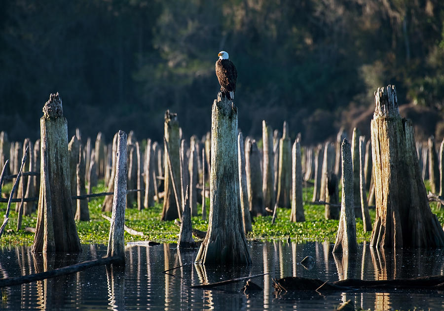 Rodman Eagle 
022320-1424 : Critters : Will Dickey Florida Fine Art Nature and Wildlife Photography - Images of Florida's First Coast - Nature and Landscape Photographs of Jacksonville, St. Augustine, Florida nature preserves