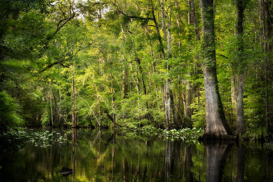 Durbin Creek Bend 050321-189 : Waterways and Woods  : Will Dickey Florida Fine Art Nature and Wildlife Photography - Images of Florida's First Coast - Nature and Landscape Photographs of Jacksonville, St. Augustine, Florida nature preserves