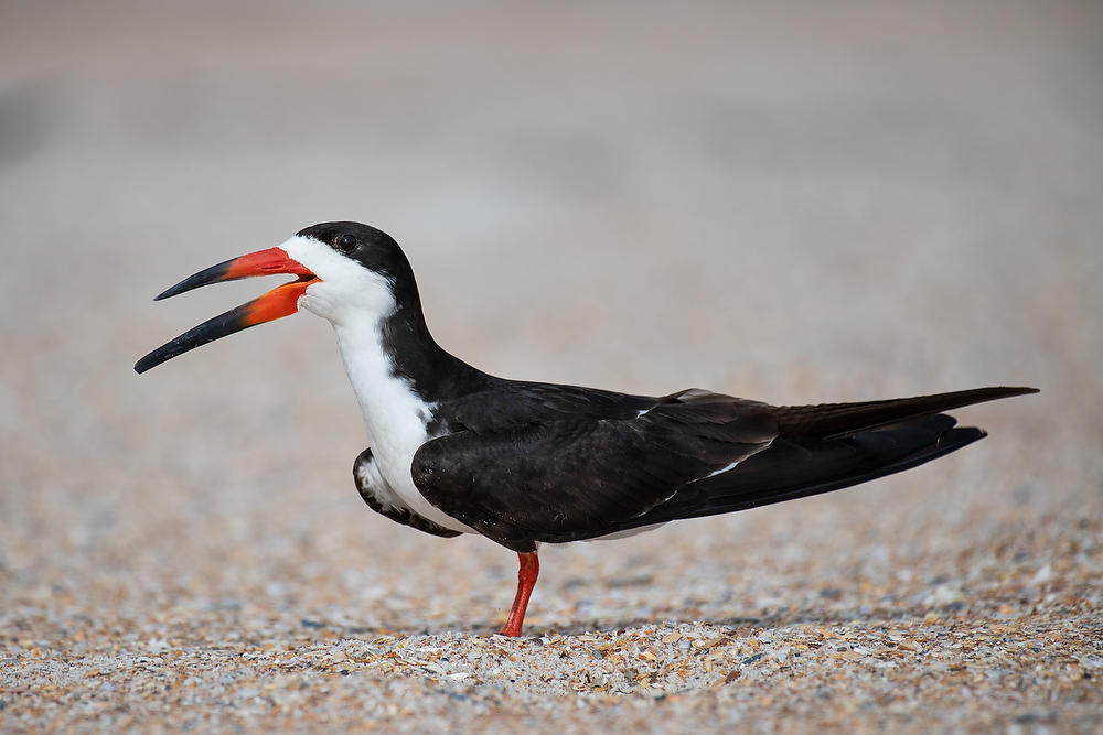 Black Skimmer
060721-63 : Critters : Will Dickey Florida Fine Art Nature and Wildlife Photography - Images of Florida's First Coast - Nature and Landscape Photographs of Jacksonville, St. Augustine, Florida nature preserves