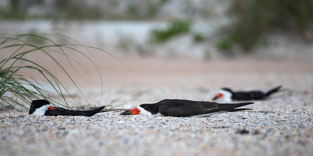Black Skimmers
060721-95P : Critters : Will Dickey Florida Fine Art Nature and Wildlife Photography - Images of Florida's First Coast - Nature and Landscape Photographs of Jacksonville, St. Augustine, Florida nature preserves