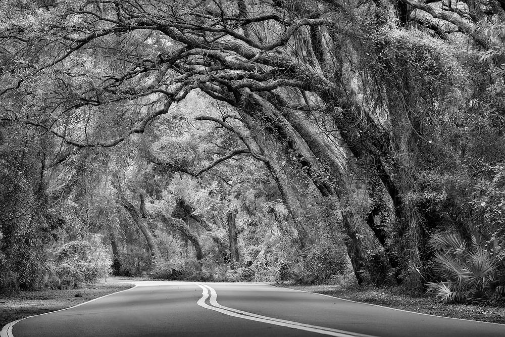 Amelia Canopy
110421-131BW : Black and White : Will Dickey Florida Fine Art Nature and Wildlife Photography - Images of Florida's First Coast - Nature and Landscape Photographs of Jacksonville, St. Augustine, Florida nature preserves