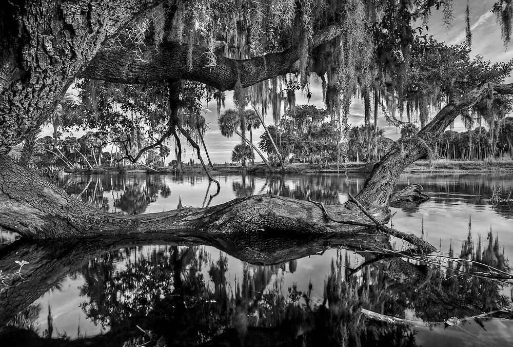 St. Johns Sinking Oak 083011-282BW : Black and White : Will Dickey Florida Fine Art Nature and Wildlife Photography - Images of Florida's First Coast - Nature and Landscape Photographs of Jacksonville, St. Augustine, Florida nature preserves