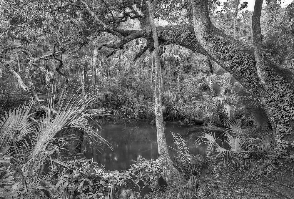 Green Springs 
083111-180BW : Black and White : Will Dickey Florida Fine Art Nature and Wildlife Photography - Images of Florida's First Coast - Nature and Landscape Photographs of Jacksonville, St. Augustine, Florida nature preserves