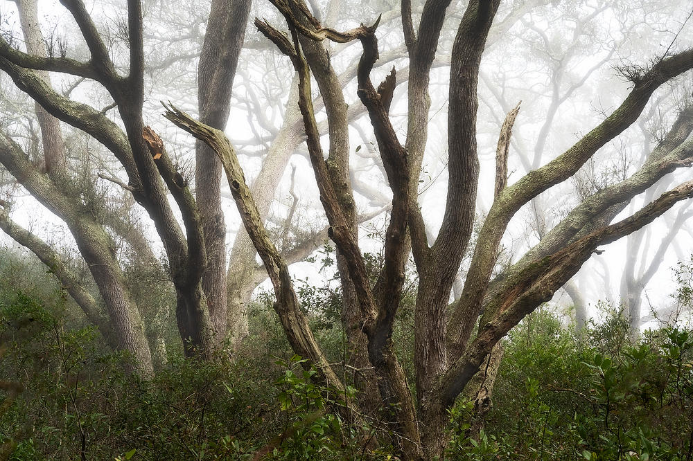 Big Talbot Oaks Fog 
010223-8 : Timucuan Preserve  : Will Dickey Florida Fine Art Nature and Wildlife Photography - Images of Florida's First Coast - Nature and Landscape Photographs of Jacksonville, St. Augustine, Florida nature preserves