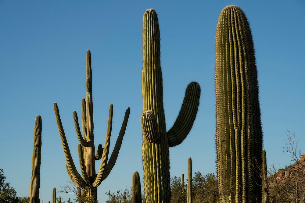 Saguaro West 
02183-754  : Arizona : Will Dickey Florida Fine Art Nature and Wildlife Photography - Images of Florida's First Coast - Nature and Landscape Photographs of Jacksonville, St. Augustine, Florida nature preserves