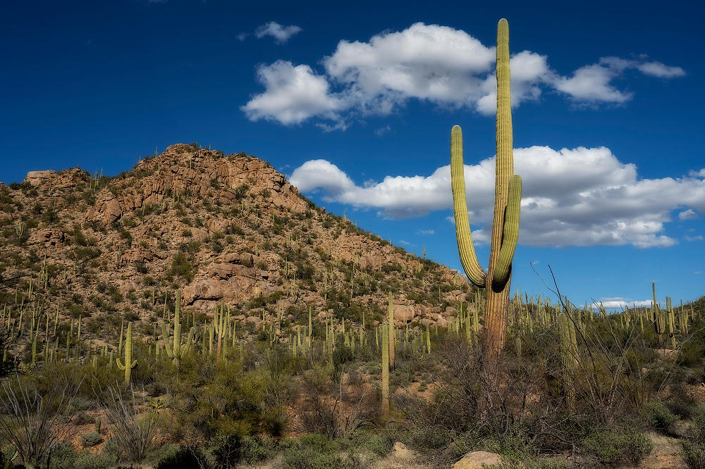 Saguaro West 
021823-645 : Arizona : Will Dickey Florida Fine Art Nature and Wildlife Photography - Images of Florida's First Coast - Nature and Landscape Photographs of Jacksonville, St. Augustine, Florida nature preserves