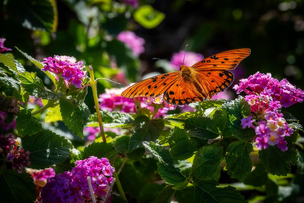 Lantana and Gulf Fritillary 
110423-160 : Blooms : Will Dickey Florida Fine Art Nature and Wildlife Photography - Images of Florida's First Coast - Nature and Landscape Photographs of Jacksonville, St. Augustine, Florida nature preserves