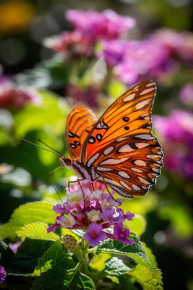 Lantana and Gulf Fritillary 
110423-180 : Blooms : Will Dickey Florida Fine Art Nature and Wildlife Photography - Images of Florida's First Coast - Nature and Landscape Photographs of Jacksonville, St. Augustine, Florida nature preserves