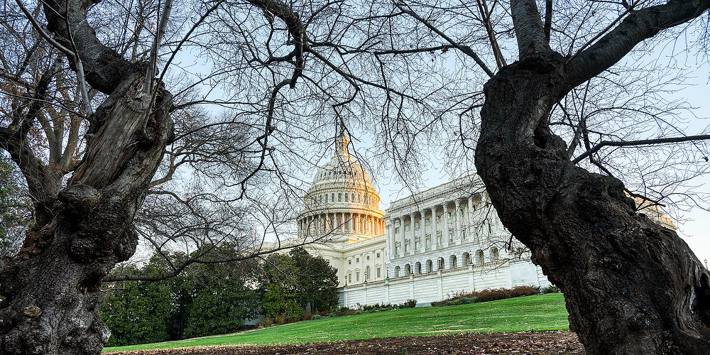 Capitol Trees 
121423-61P : Washington D.C. : Will Dickey Florida Fine Art Nature and Wildlife Photography - Images of Florida's First Coast - Nature and Landscape Photographs of Jacksonville, St. Augustine, Florida nature preserves