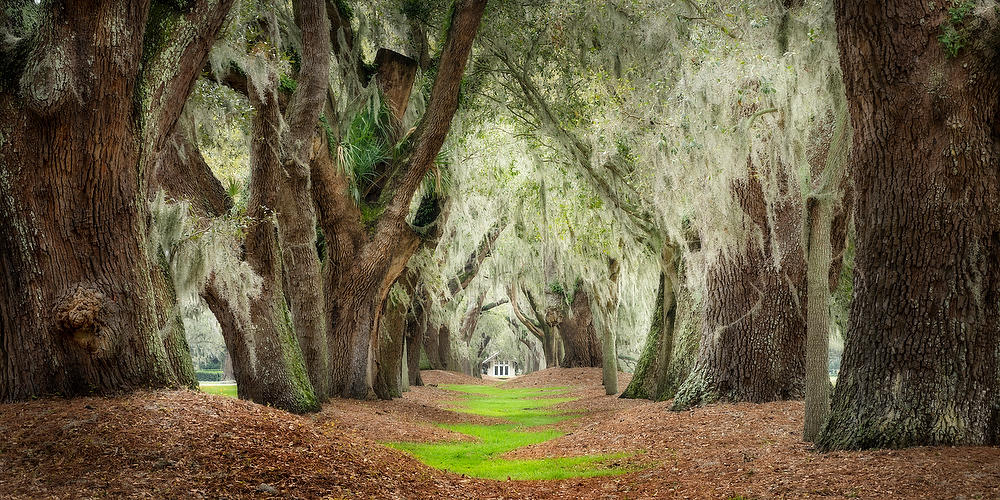 Avenue of the Oaks,
St. Simons Island 
030224-20P : Landmarks & Historic Structures : Will Dickey Florida Fine Art Nature and Wildlife Photography - Images of Florida's First Coast - Nature and Landscape Photographs of Jacksonville, St. Augustine, Florida nature preserves