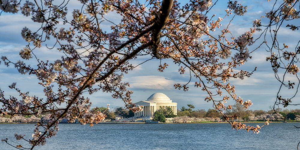 Jefferson Memorial         Cherry Blossoms 
031824-158P : Washington D.C. : Will Dickey Florida Fine Art Nature and Wildlife Photography - Images of Florida's First Coast - Nature and Landscape Photographs of Jacksonville, St. Augustine, Florida nature preserves