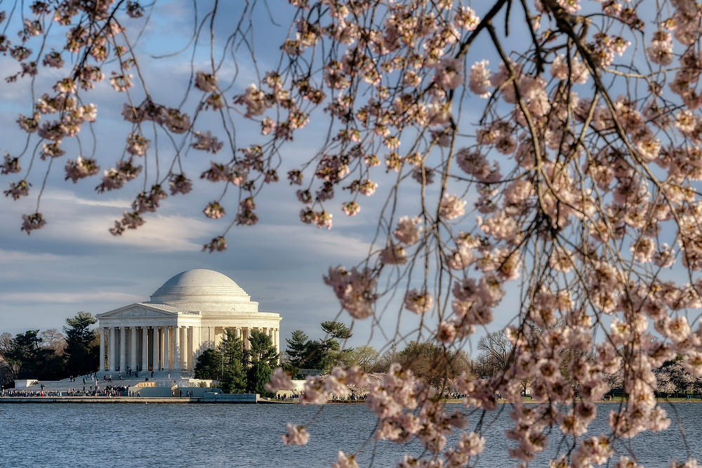 Jefferson Memorial         Cherry Blossoms 
031824-189 : Washington D.C. : Will Dickey Florida Fine Art Nature and Wildlife Photography - Images of Florida's First Coast - Nature and Landscape Photographs of Jacksonville, St. Augustine, Florida nature preserves