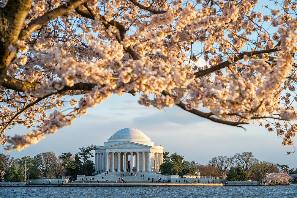 Jefferson Memorial Cherry Blossoms 
031824-387 : Washington D.C. : Will Dickey Florida Fine Art Nature and Wildlife Photography - Images of Florida's First Coast - Nature and Landscape Photographs of Jacksonville, St. Augustine, Florida nature preserves