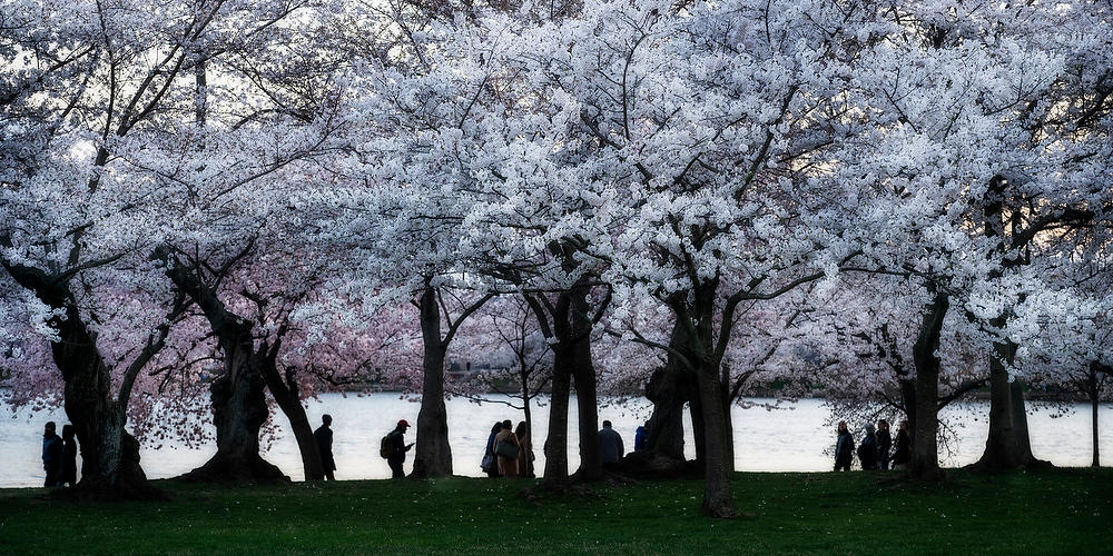Tidal Basin Cherry Blossoms 
031824-450P : Washington D.C. : Will Dickey Florida Fine Art Nature and Wildlife Photography - Images of Florida's First Coast - Nature and Landscape Photographs of Jacksonville, St. Augustine, Florida nature preserves