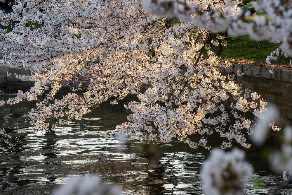 Tidal Basin Cherry Blossoms 031824-313 : Washington D.C. : Will Dickey Florida Fine Art Nature and Wildlife Photography - Images of Florida's First Coast - Nature and Landscape Photographs of Jacksonville, St. Augustine, Florida nature preserves