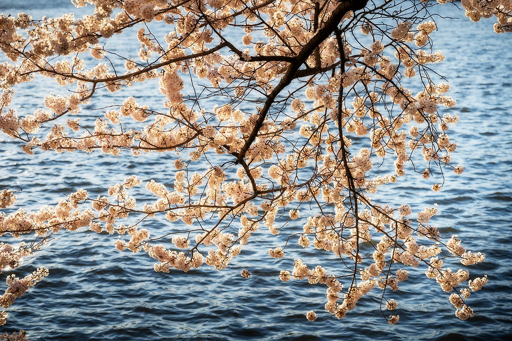 Tidal Basin Cherry Blossoms 031824-316 : Washington D.C. : Will Dickey Florida Fine Art Nature and Wildlife Photography - Images of Florida's First Coast - Nature and Landscape Photographs of Jacksonville, St. Augustine, Florida nature preserves