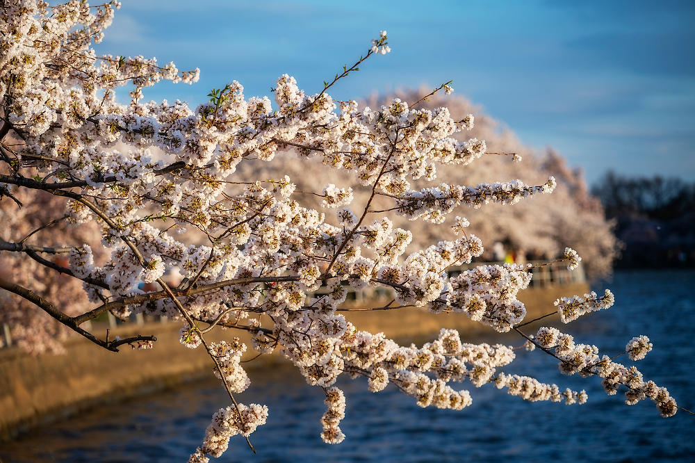 Tidal Basin Cherry Blossoms 031824-352 : Washington D.C. : Will Dickey Florida Fine Art Nature and Wildlife Photography - Images of Florida's First Coast - Nature and Landscape Photographs of Jacksonville, St. Augustine, Florida nature preserves