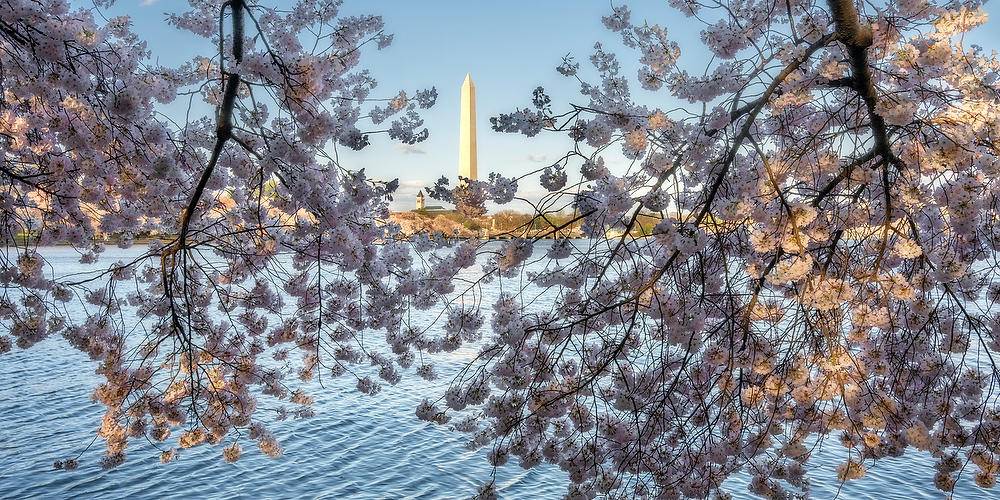 Washington Monument 
Cherry Blossoms 
031924-62P : Washington D.C. : Will Dickey Florida Fine Art Nature and Wildlife Photography - Images of Florida's First Coast - Nature and Landscape Photographs of Jacksonville, St. Augustine, Florida nature preserves