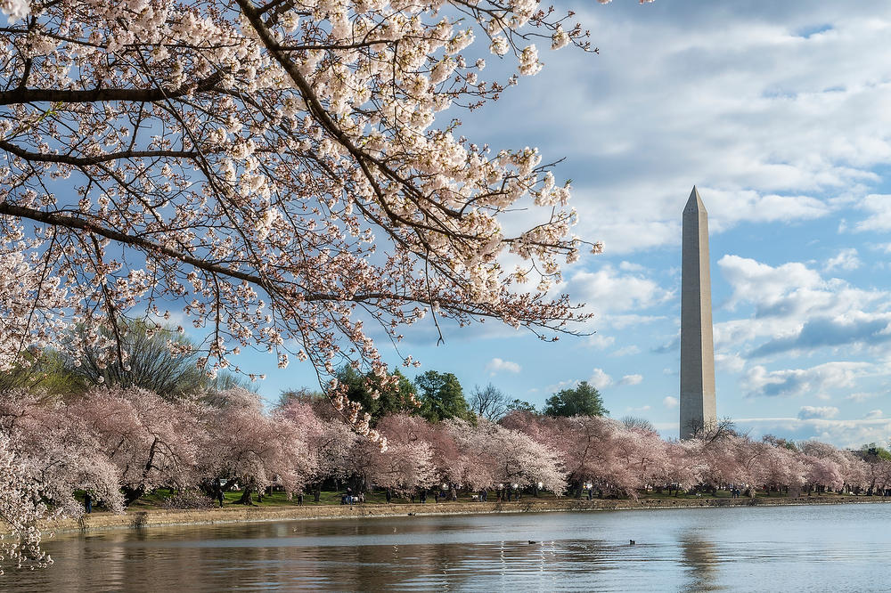Washington Monument 
Cherry Blossoms 
031924-169 : Washington D.C. : Will Dickey Florida Fine Art Nature and Wildlife Photography - Images of Florida's First Coast - Nature and Landscape Photographs of Jacksonville, St. Augustine, Florida nature preserves