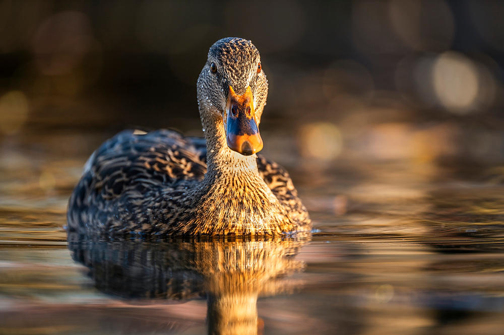 Female Mallard Duck 
031624-147 : Critters : Will Dickey Florida Fine Art Nature and Wildlife Photography - Images of Florida's First Coast - Nature and Landscape Photographs of Jacksonville, St. Augustine, Florida nature preserves