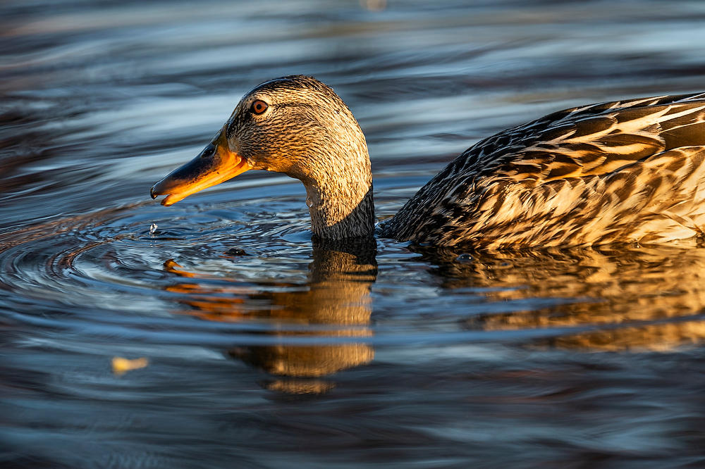 Female Mallard Duck 
031624-275 : Critters : Will Dickey Florida Fine Art Nature and Wildlife Photography - Images of Florida's First Coast - Nature and Landscape Photographs of Jacksonville, St. Augustine, Florida nature preserves