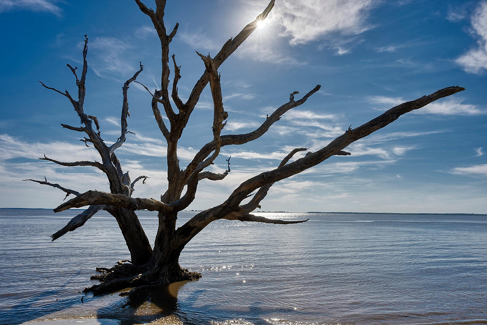 Jekyll Island Driftwood 040624-464 : Landmarks & Historic Structures : Will Dickey Florida Fine Art Nature and Wildlife Photography - Images of Florida's First Coast - Nature and Landscape Photographs of Jacksonville, St. Augustine, Florida nature preserves
