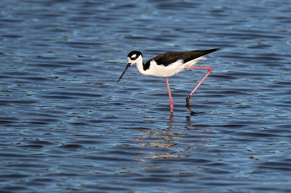 Black Necked Stilt 
041424-454 : Critters : Will Dickey Florida Fine Art Nature and Wildlife Photography - Images of Florida's First Coast - Nature and Landscape Photographs of Jacksonville, St. Augustine, Florida nature preserves