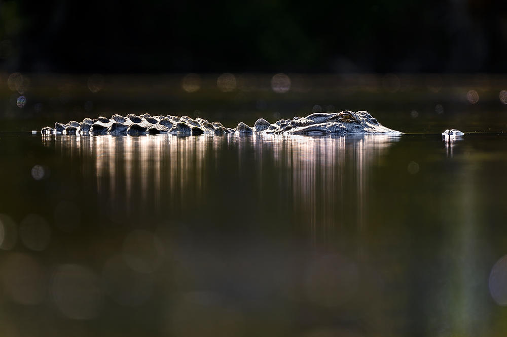 Gator Reflections 
042224-26 : Critters : Will Dickey Florida Fine Art Nature and Wildlife Photography - Images of Florida's First Coast - Nature and Landscape Photographs of Jacksonville, St. Augustine, Florida nature preserves