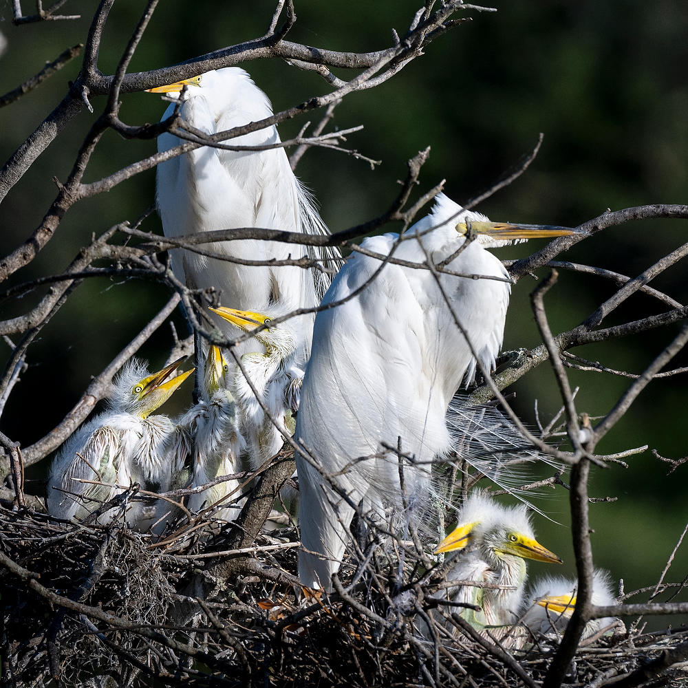 Snowy Egrets Six Chicks 042224-636 : Critters : Will Dickey Florida Fine Art Nature and Wildlife Photography - Images of Florida's First Coast - Nature and Landscape Photographs of Jacksonville, St. Augustine, Florida nature preserves