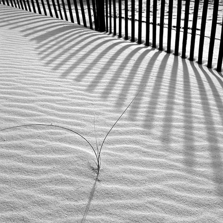 Beach Grass and Shadows
102907-77BW : Black and White : Will Dickey Florida Fine Art Nature and Wildlife Photography - Images of Florida's First Coast - Nature and Landscape Photographs of Jacksonville, St. Augustine, Florida nature preserves