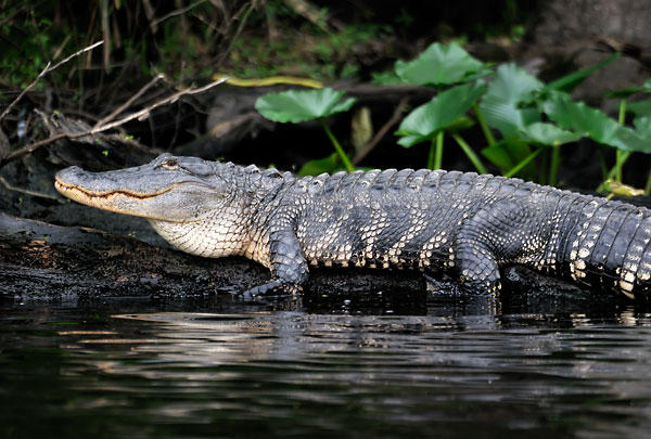 Dunns Creek Gator
033109-57 : St. Johns River : Will Dickey Florida Fine Art Nature and Wildlife Photography - Images of Florida's First Coast - Nature and Landscape Photographs of Jacksonville, St. Augustine, Florida nature preserves