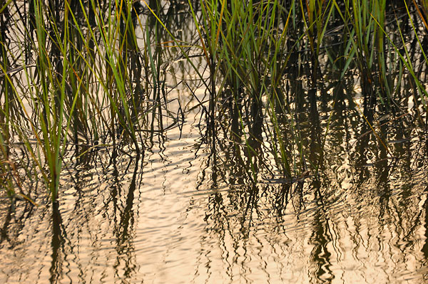 Marsh Grass Reflection
081806-72 : St. Johns River : Will Dickey Florida Fine Art Nature and Wildlife Photography - Images of Florida's First Coast - Nature and Landscape Photographs of Jacksonville, St. Augustine, Florida nature preserves