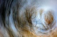 Photographs Copyright 2010 Will Dickey