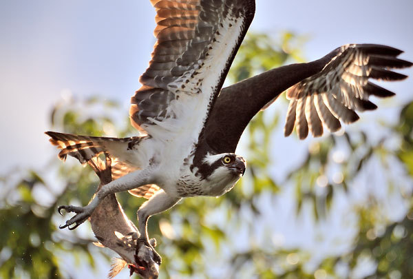 Osprey And Fish
040810-255 : St. Johns River : Will Dickey Florida Fine Art Nature and Wildlife Photography - Images of Florida's First Coast - Nature and Landscape Photographs of Jacksonville, St. Augustine, Florida nature preserves