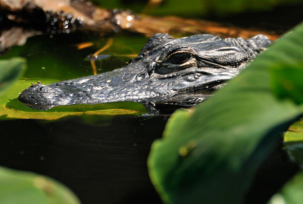 Gator In Pads
040810-346 : St. Johns River : Will Dickey Florida Fine Art Nature and Wildlife Photography - Images of Florida's First Coast - Nature and Landscape Photographs of Jacksonville, St. Augustine, Florida nature preserves