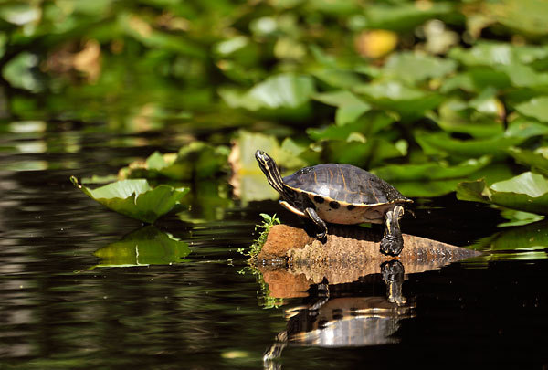 Cooter In Pads
040810-356 : St. Johns River : Will Dickey Florida Fine Art Nature and Wildlife Photography - Images of Florida's First Coast - Nature and Landscape Photographs of Jacksonville, St. Augustine, Florida nature preserves