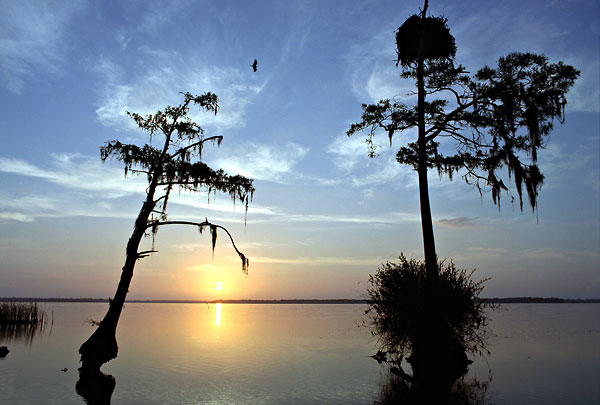 Osprey, Nest, St. Johns River 042401-A3 : St. Johns River : Will Dickey Florida Fine Art Nature and Wildlife Photography - Images of Florida's First Coast - Nature and Landscape Photographs of Jacksonville, St. Augustine, Florida nature preserves