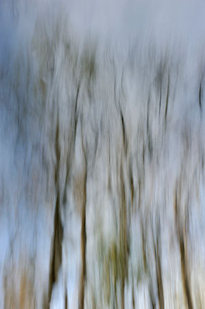 Julington Creek Reflections
123009-65 : Abstract Realities : Will Dickey Florida Fine Art Nature and Wildlife Photography - Images of Florida's First Coast - Nature and Landscape Photographs of Jacksonville, St. Augustine, Florida nature preserves