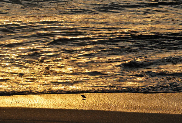 Golden Sandpiper
032911-85 : Abstract Realities : Will Dickey Florida Fine Art Nature and Wildlife Photography - Images of Florida's First Coast - Nature and Landscape Photographs of Jacksonville, St. Augustine, Florida nature preserves