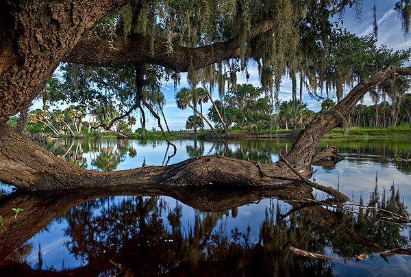 St Johns Sinking Oak 
083011-282 : St. Johns River : Will Dickey Florida Fine Art Nature and Wildlife Photography - Images of Florida's First Coast - Nature and Landscape Photographs of Jacksonville, St. Augustine, Florida nature preserves