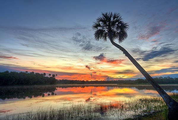 St Johns Palm
Sunrise
083111-33 : St. Johns River : Will Dickey Florida Fine Art Nature and Wildlife Photography - Images of Florida's First Coast - Nature and Landscape Photographs of Jacksonville, St. Augustine, Florida nature preserves