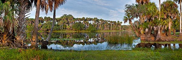 St Johns Palms
083111--132P : St. Johns River : Will Dickey Florida Fine Art Nature and Wildlife Photography - Images of Florida's First Coast - Nature and Landscape Photographs of Jacksonville, St. Augustine, Florida nature preserves