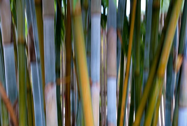 Bamboozle 4
080712-292 : Abstract Realities : Will Dickey Florida Fine Art Nature and Wildlife Photography - Images of Florida's First Coast - Nature and Landscape Photographs of Jacksonville, St. Augustine, Florida nature preserves